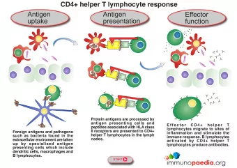 Antigen  Antigen  Effector  uptake  presentation  function  Protein antigens are processed by