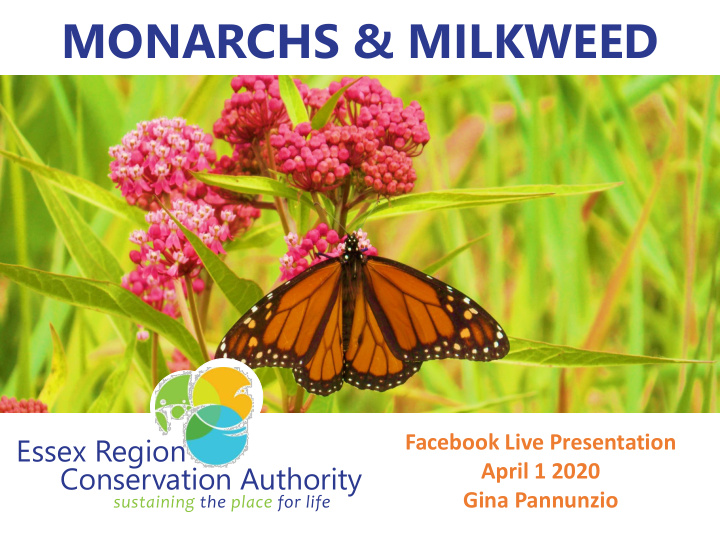 monarchs milkweed
