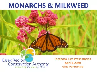 MONARCHS &amp; MILKWEED  Essex Region  Facebook Live Presentation  Conservation Authority  April 1