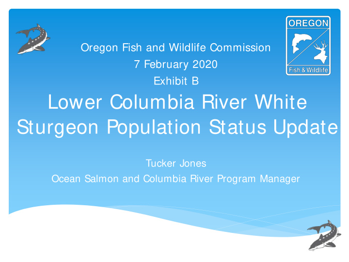 lower columbia river white sturgeon population status