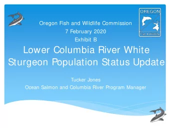 Lower Columbia River White  Sturgeon Population Status Update  Tucker Jones  Ocean Salmon and
