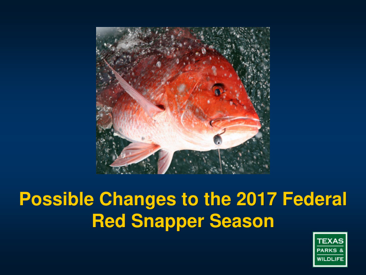 red snapper season background