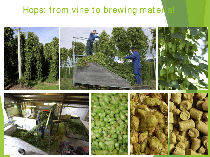hops from vine to brewing material history of hop