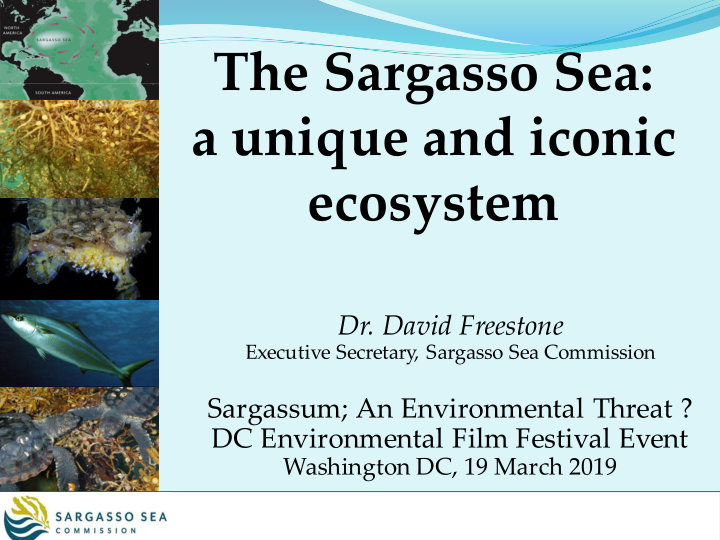 the sargasso sea a unique and iconic ecosystem