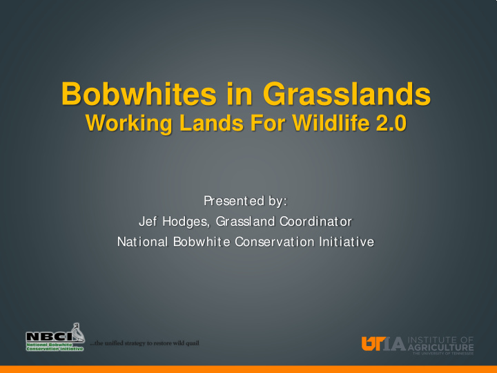 bobwhites in grasslands