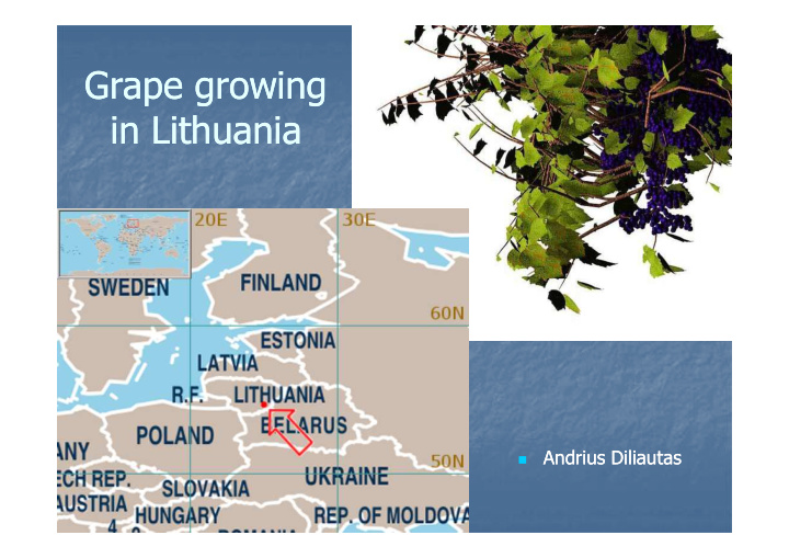 grape growing grape growing in lithuania in lithuania