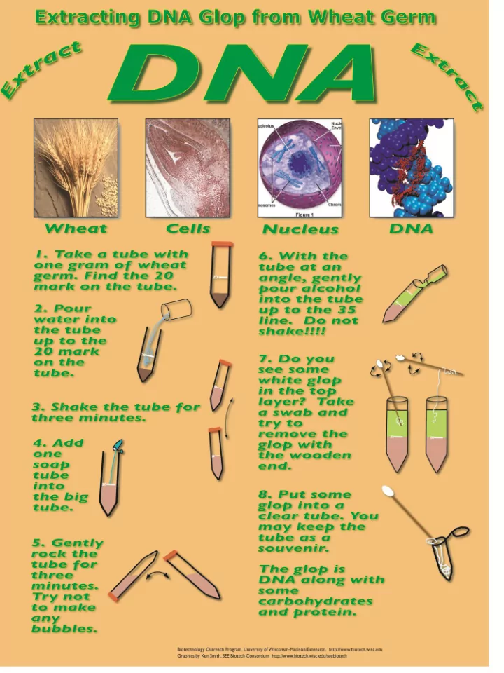 questions to ask while conducting the wheat germ dna glop