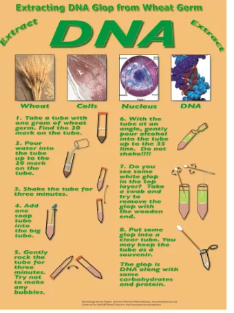 Questions to ask while conducting the Wheat Germ  DNA Glop Wheat Germ Please read the