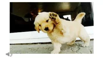 Brenda J. Reau  MI Leo Tammi  VA  www.nsiic.org  MISSION  The Mission of the National Sheep