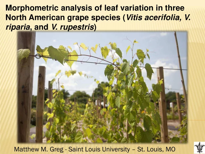 north american grape species vitis acerifolia v