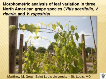 North American grape species ( Vitis acerifolia, V. riparia , and V. rupestris ) Matthew M. Greg -