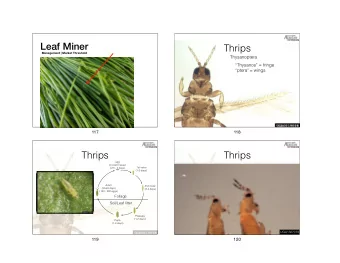 Leaf Miner  Thrips  Management | Market Threshold  Thysanoptera  Thysanos = fringe