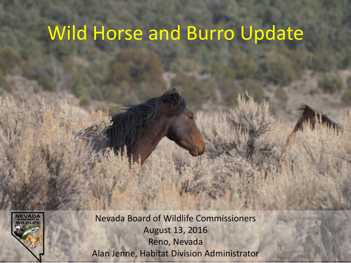 wild horse and burro update