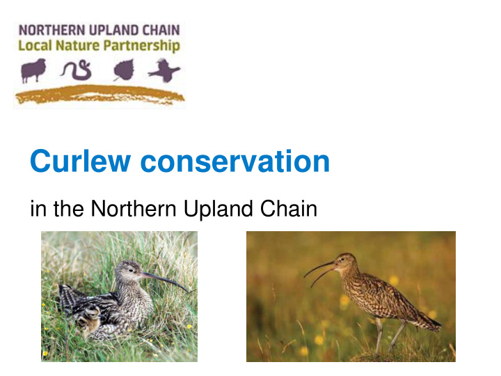 curlew conservation