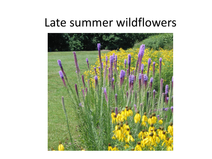 late summer wildflowers fall winter wildflowers grasses