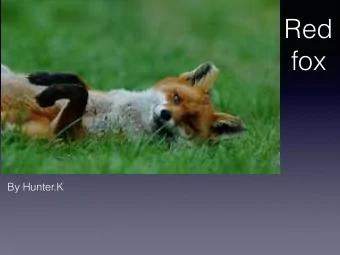 Red  fox  By Hunter.K  Red fox traits  A Red fox is a mammal.(Mammals  have hair and are warm