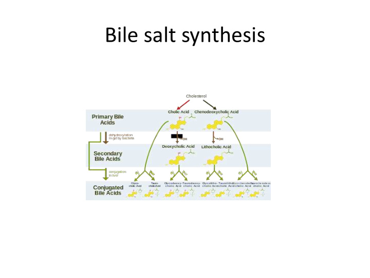 bile salt synthesis