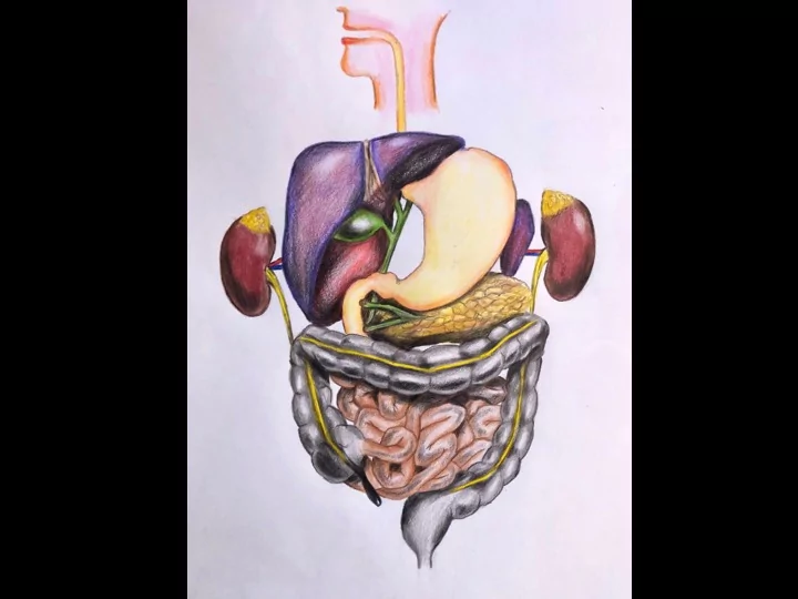 tonsils liver adrenal gland gallbladder