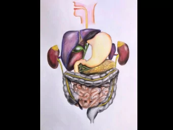 Tonsils  Liver  Adrenal  gland  Gallbladder  Stomach  Kidney  Pancreas  Colon  Appendix  Small