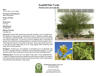 Foothill Palo Verde Parkinsonia microphylla Size: 10- 20 tall x 10 - 20 wide