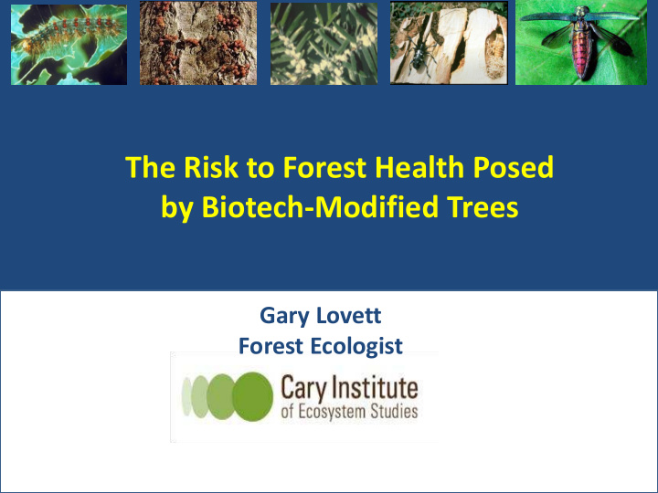 the risk to forest health posed by biotech modified trees