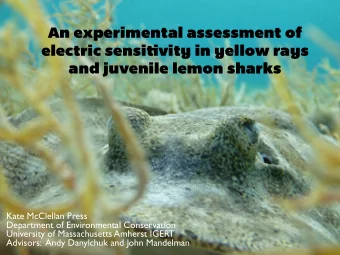 An experimental assessment of electric sensi tj vity in yellow rays  and juvenile lemon sharks