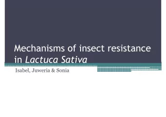 Mechanisms of insect resistance in Lactuca Sativa  Isabel, Juweria &amp; Sonia  Introducing
