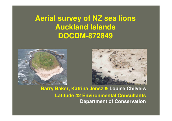 aerial survey of nz sea lions auckland islands docdm