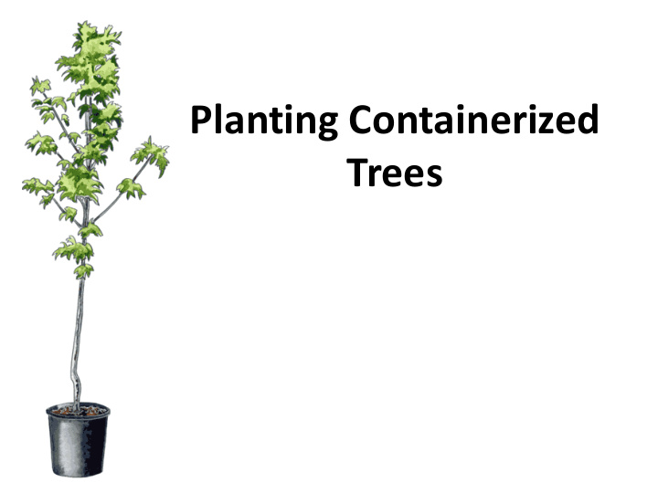 planting containerized
