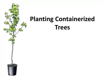 Planting Containerized  Trees  Dig a hole  Dig a hole 3 to 4 times wider than the container and