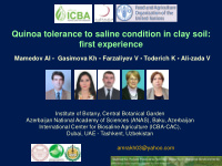 quinoa tolerance to saline condition in clay soil first
