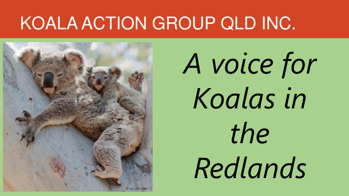 a voice for koalas in