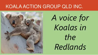 A voice for  Koalas in  the  Redlands  OUR MISSION STATEMENT  To Secure the future for  Koalas