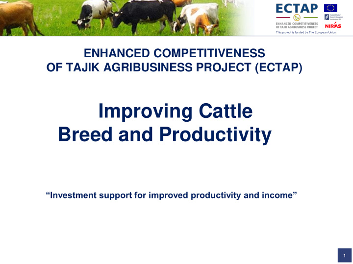 improving cattle breed and productivity