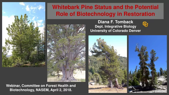 whitebark pine status and the potential