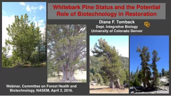 Whitebark Pine Status and the Potential  Role of Biotechnology in Restoration  Diana F. Tomback