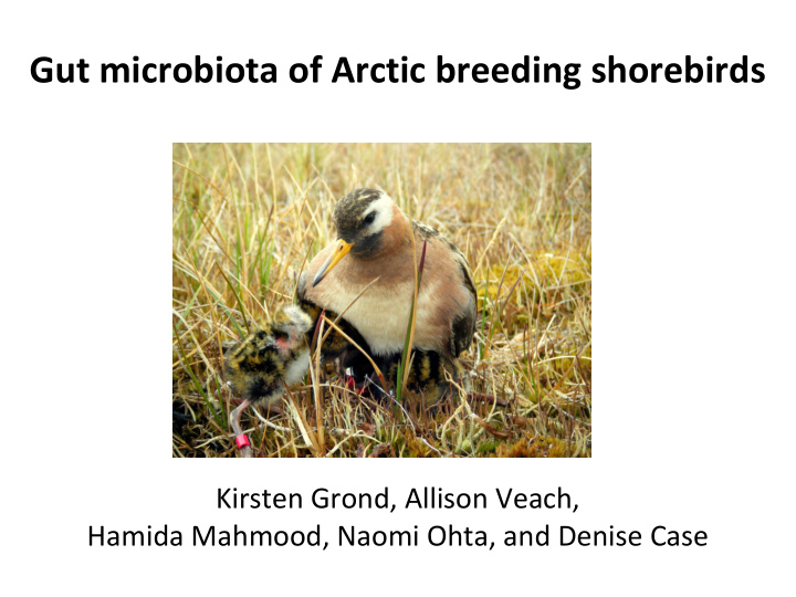 gut microbiota of arctic breeding shorebirds