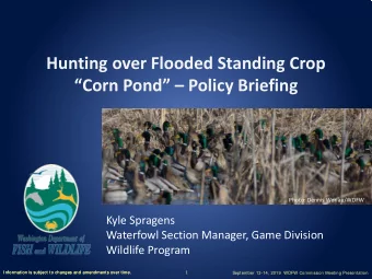 Hunting over Flooded Standing Crop  Corn Pond  Policy Briefing  Photo: Dennis Werlau/WDFW
