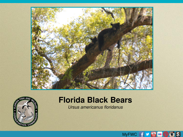 florida black bears