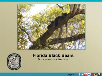 Florida Black Bears  Ursus americanus floridanus  MyFWC  History  European Settlement = 11,000