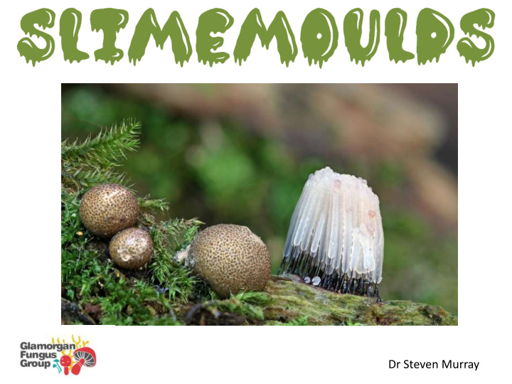 dr steven murray why slimemoulds