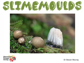 Dr Steven Murray  Why Slimemoulds?  1. Under recorded.  2. Stunningly attractive.  3. They are