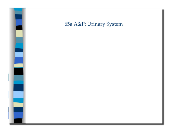 65a a amp p urinary system 65a a amp p urinary system