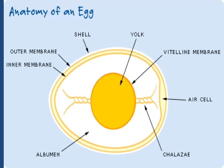 the entire chick came from just one egg nutrient