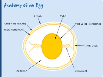 The Entire Chick Came From Just One Egg  Nutrient Composition of Whole Hens Egg  1. Weight  60 g