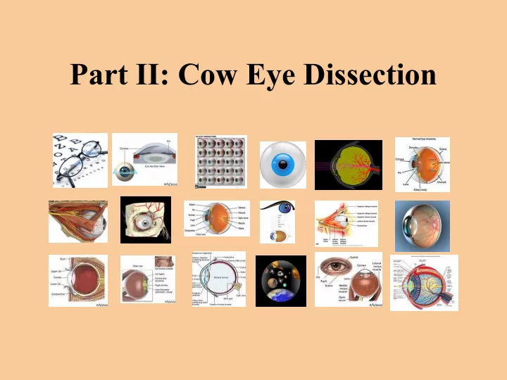 part ii cow eye dissection dissection of a cow s eye
