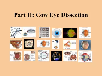 Part II: Cow Eye Dissection Dissection of a Cow  s Eye    After the front of the eye has been