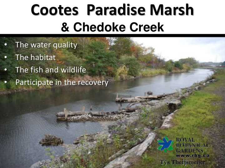 cootes paradise marsh