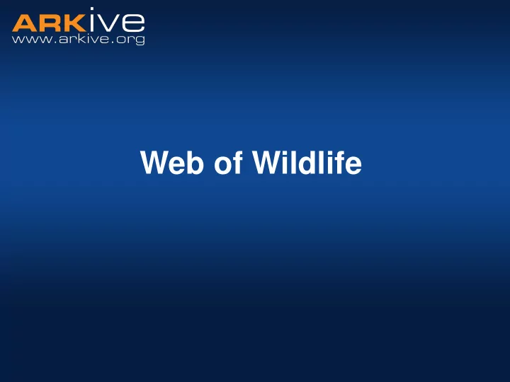 web of wildlife food and food chains
