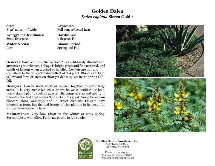 golden dalea